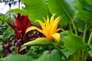 Comment faire pousser un bananier sans graine​ ?