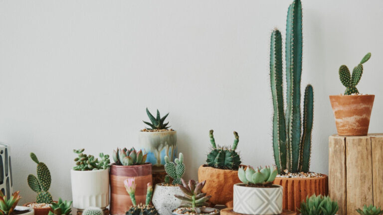 Déco minimaliste : pourquoi les cactus sont vos meilleurs alliés ?